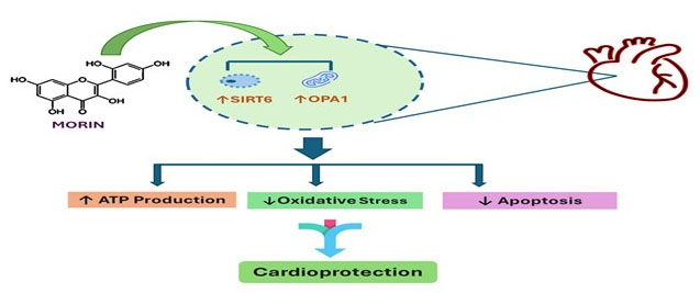 Graphical Abstract